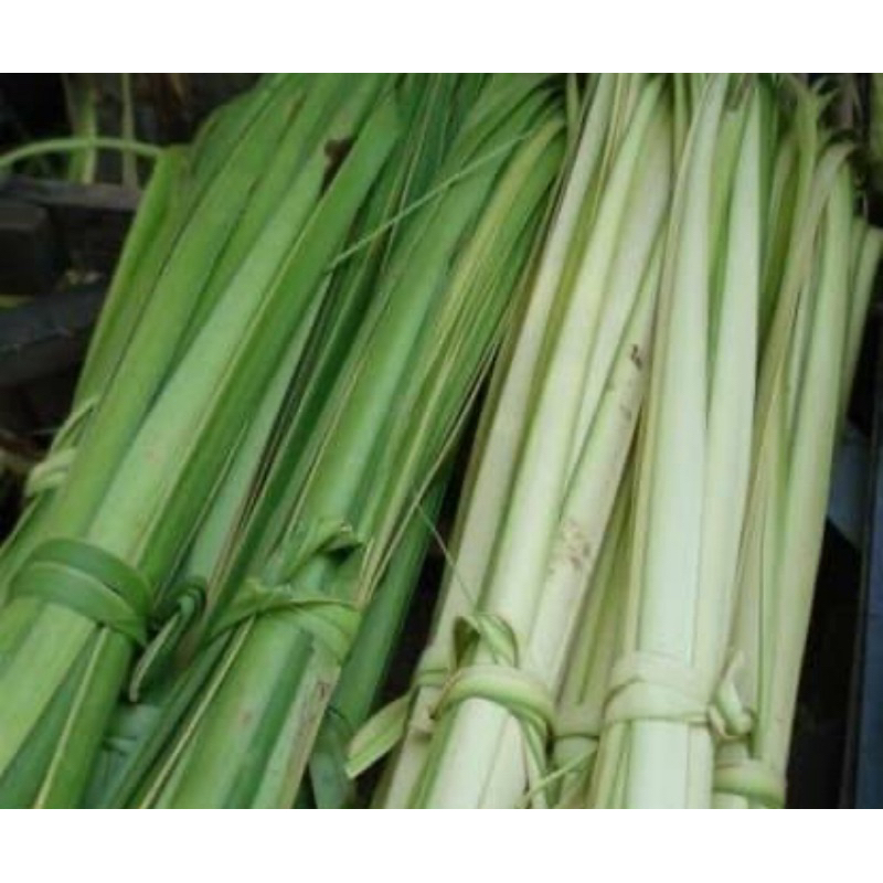 

Daun kelapa muda fresh petik langsung isi 25 batang
