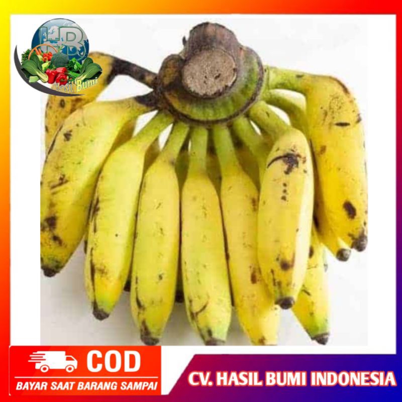 

Pisang uli matang fresh persisir 1kg segar