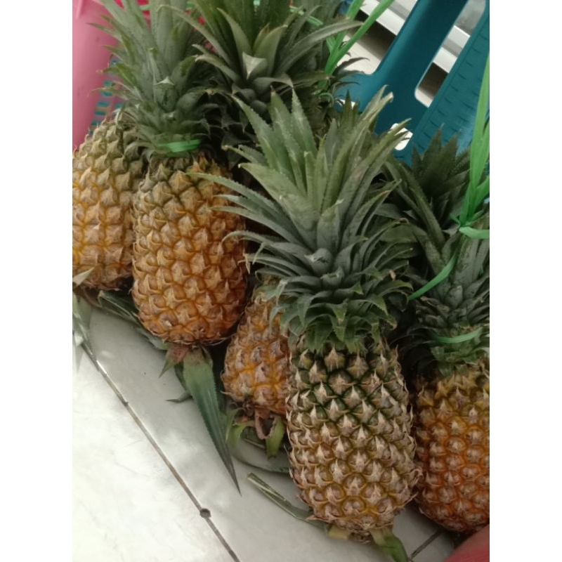 

Nanas prabu JUMBO manis