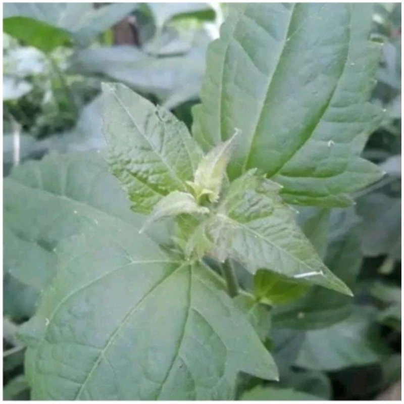 

Daun Kirinyuh murni daun 500 gr