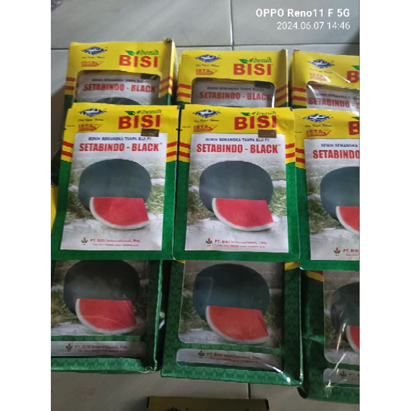 Benih semangka Bulat  non biji SETABINDO BLACK.isi 20gr