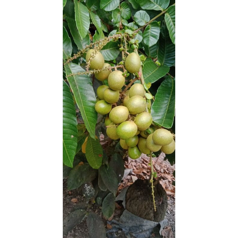 

Buah Matoa Organik Langsung dari Pohon