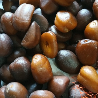 BIJI SALAK PONDOH / BIBIT SALAK PONDOH