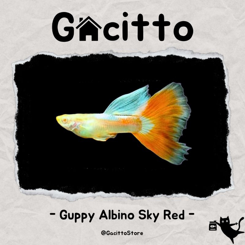 2Plastik Free Guppy Albino Red Sky