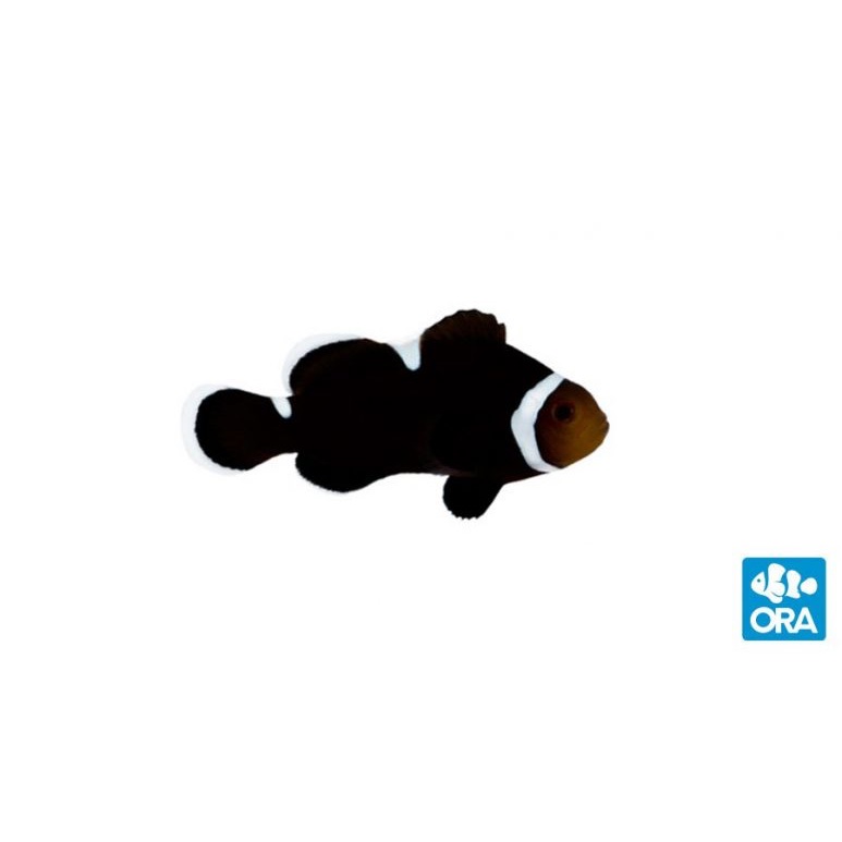 Ikan Nemo Clownfish Extreme Black Misbar