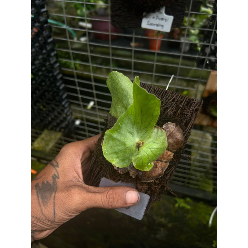 baby platycerium neptune
