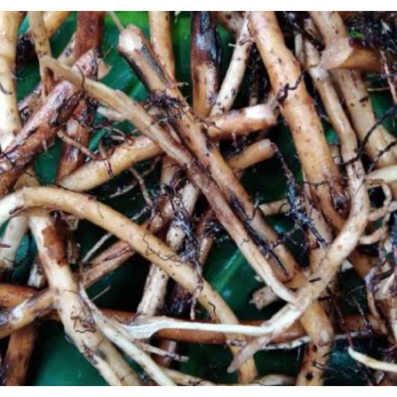 

Akar pisang segar / akar pohon pisang segar fresh 500 gram-az