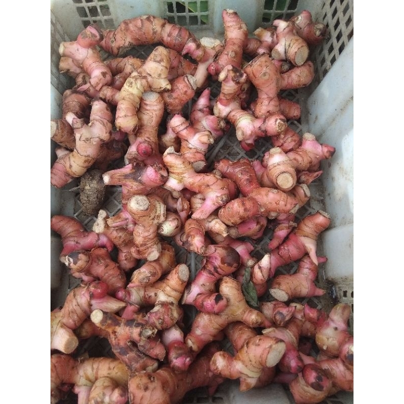 UMBI LENGKUAS MERAH PER 500G 1KG STOK ADA, MENYEDIAKAN BIBIT JUGA AYI BURUAN DI ORDER