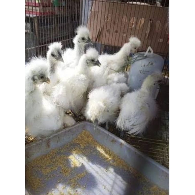 

Telor Ayam Hias Telur Kapas Syilky untuk di tetaskan Fertil siap di Tetaskan