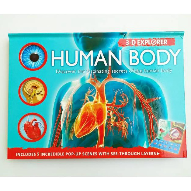 KODE C7F 3D Explorer Human Body minor