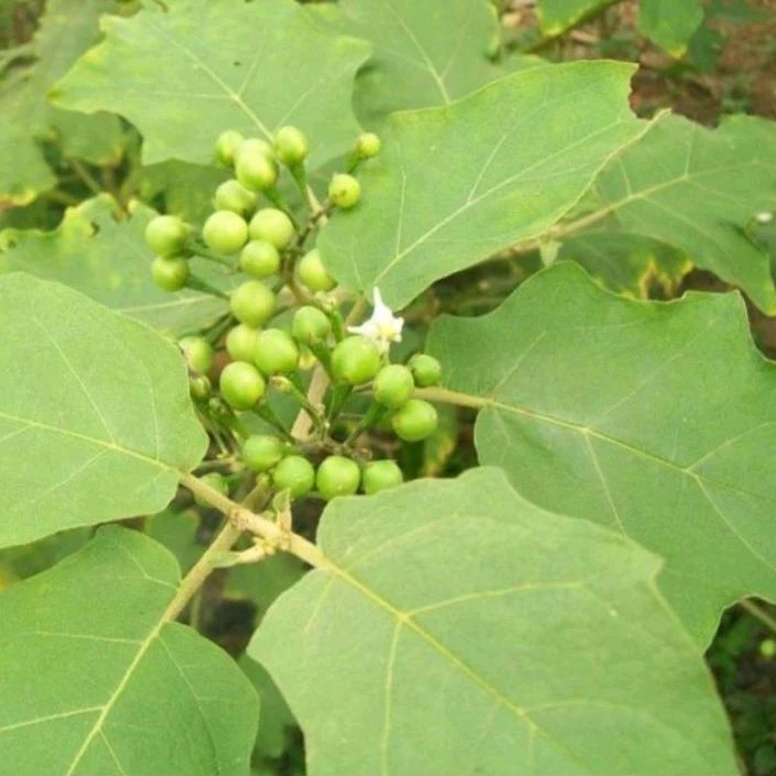 

Daun Cepokak Takokak segar 250 gram khusus daun