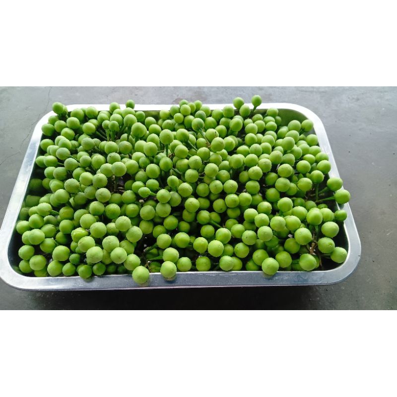 

POKAK/CEPOKAK/TAPOKAK/TERONGPIPIT/500 Gram