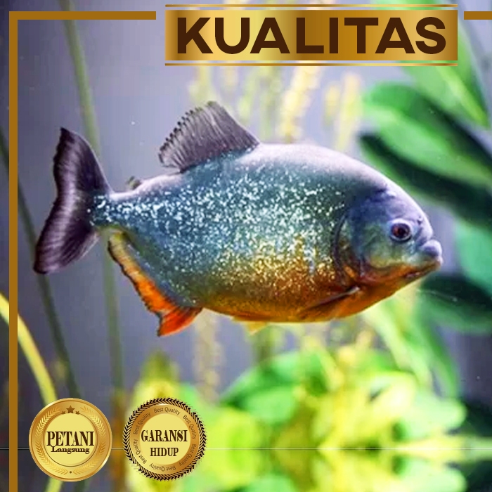 Red Pacu Ikan Hias Predator Hiasan Aquarium Aquascape Air Tawar