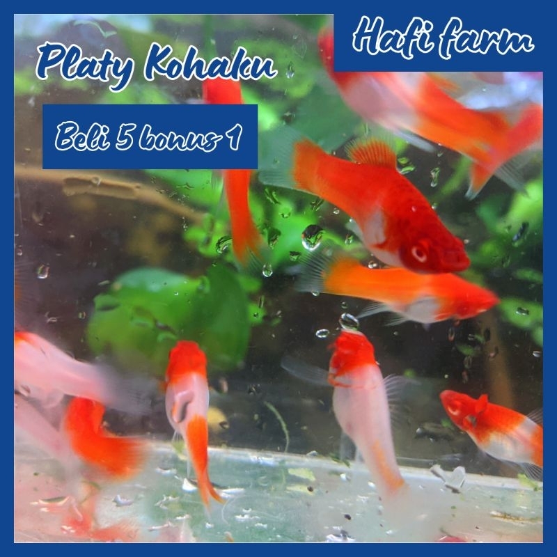 Platy Kohaku Swordtail