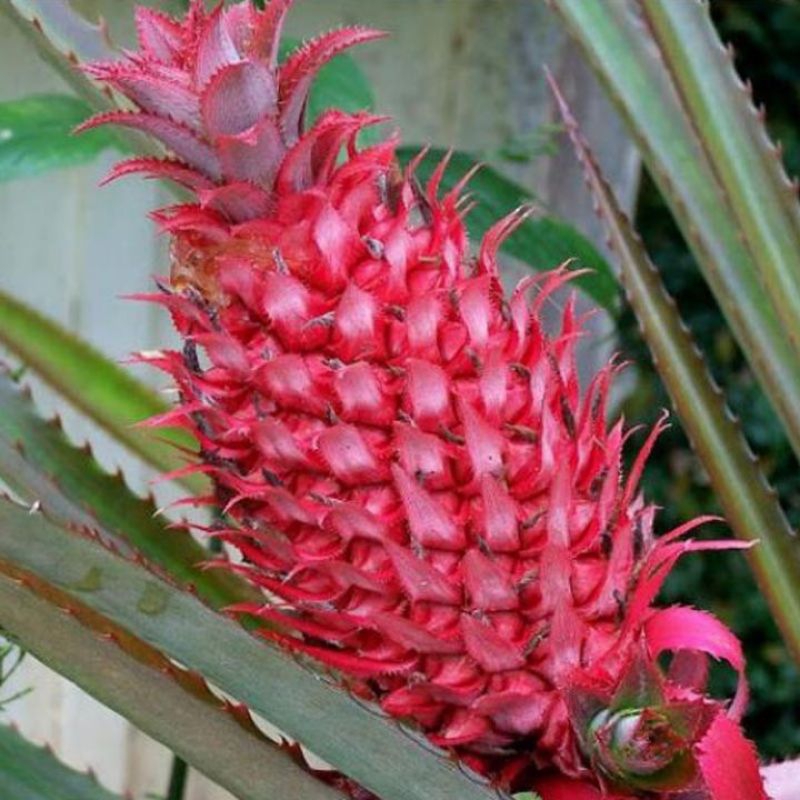 

Nanas Merah / Nanas Hutan