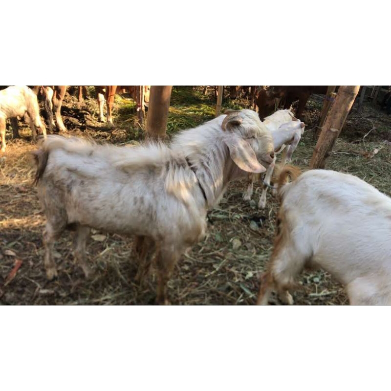

kambing etawa kambing super kambing bobot 50 kg kambing bobot 70kg