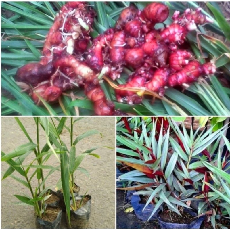 Bibit Jahe Merah Super Siap Tanam