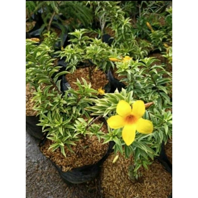 tanaman alamanda kuning daun varigata sangat bagus untk tanaman hias