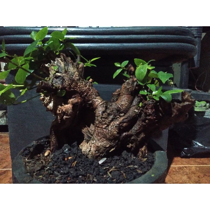 bonsai iprik pupus merah bogel, real pict