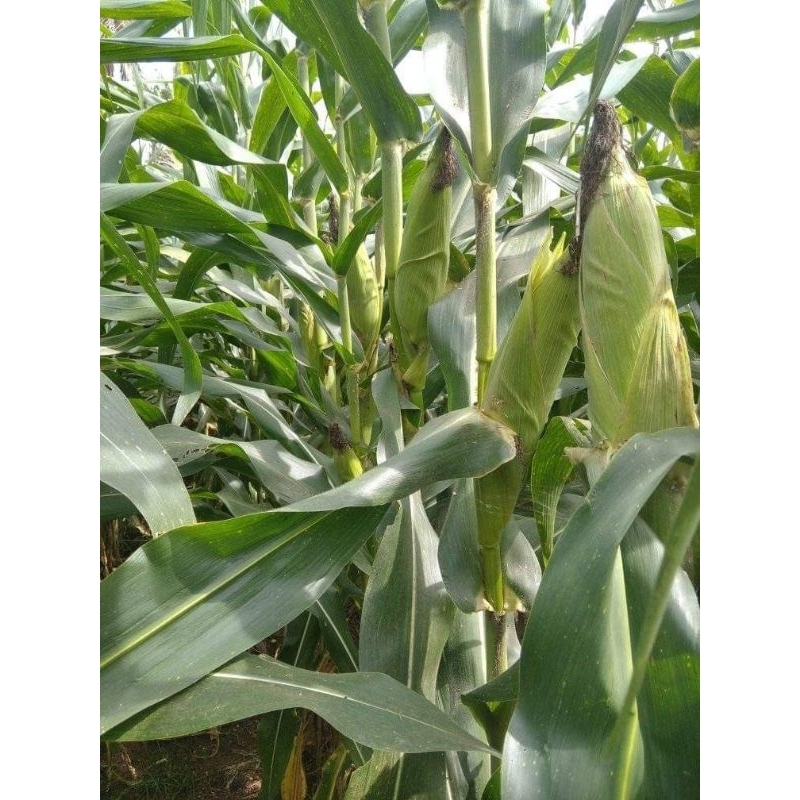 bibit jagung sumo kmasan 1kg