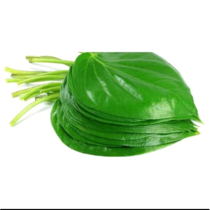 

daun sirih 20 lembar