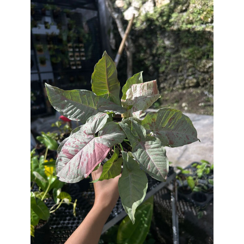 singonium milk confetti rimbun