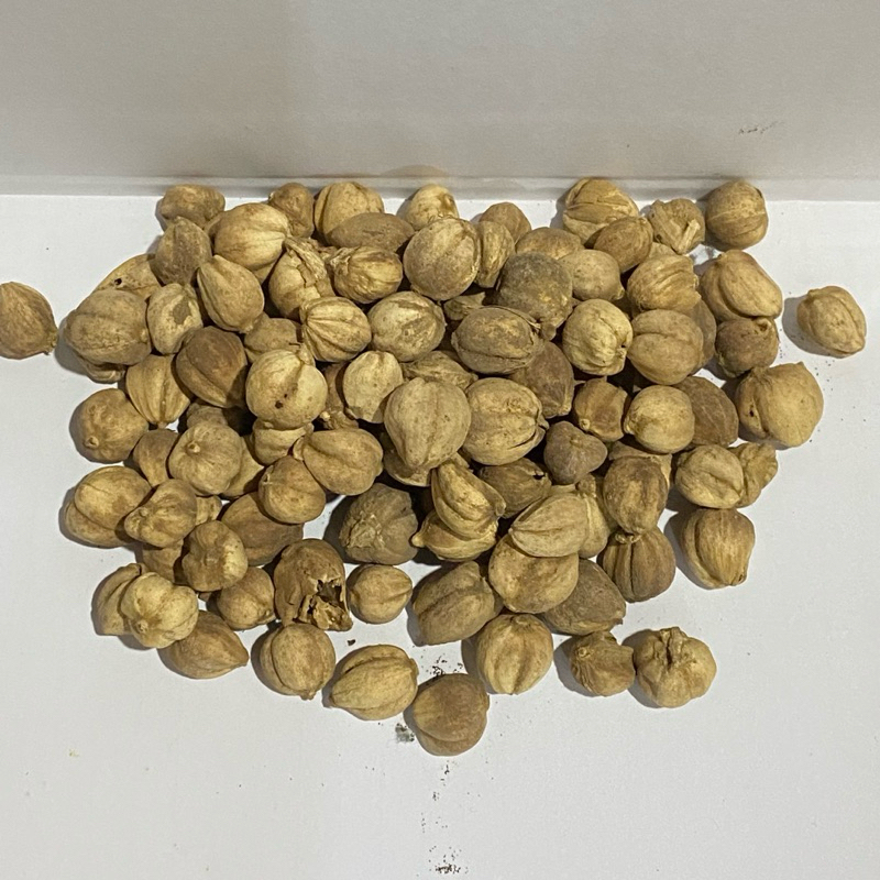

KAPULAGA (KAPULOGO) 100% ASLI