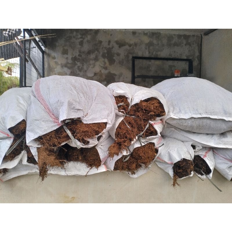 Mos (Media Platycerium)