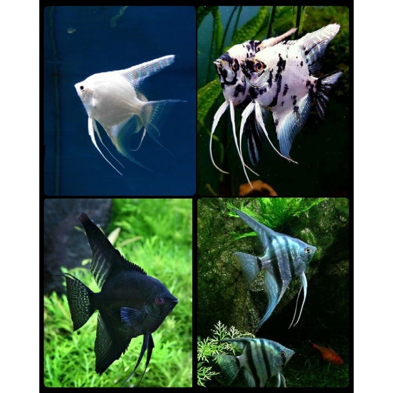 IKAN HIAS MANFISH/ANGELFISH/ PLATINUM/BW/TRICOLOR/THREE COLOUR/3 COLOUR/BLACK ANGEL/PUTIH/HITAM (GAR