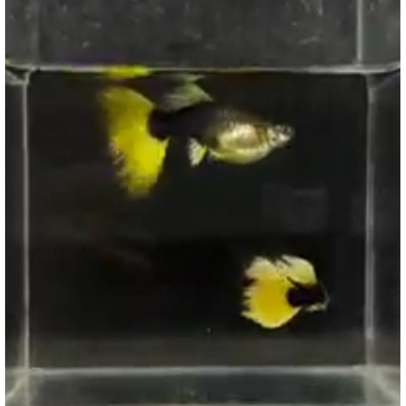 Guppy Hb yellow (grade++) Hb yellow sepasang~Hiasan Aquarium