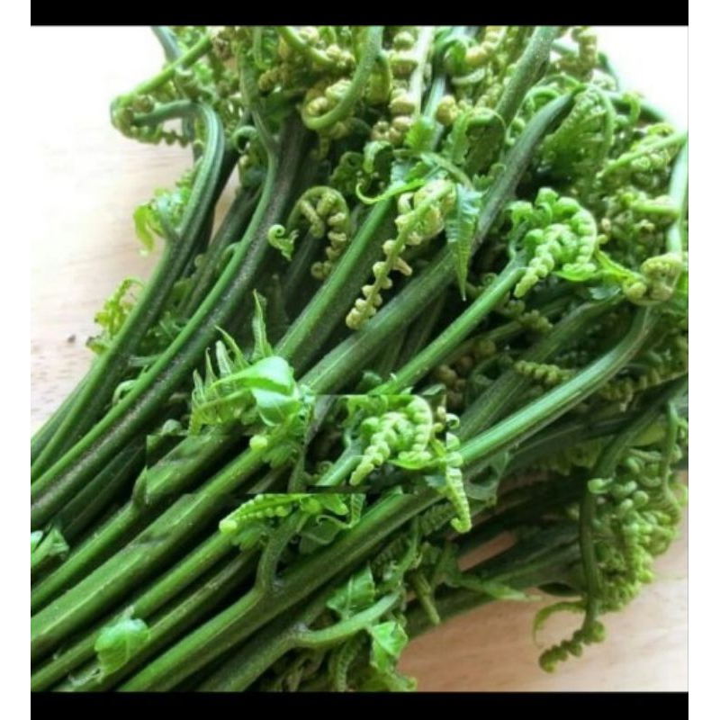 

Ready Pakis Sayur Segar 250gram