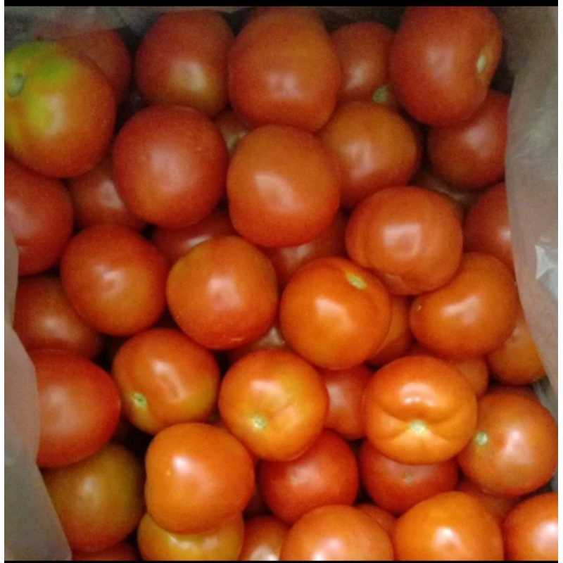 

Tomat merah segar