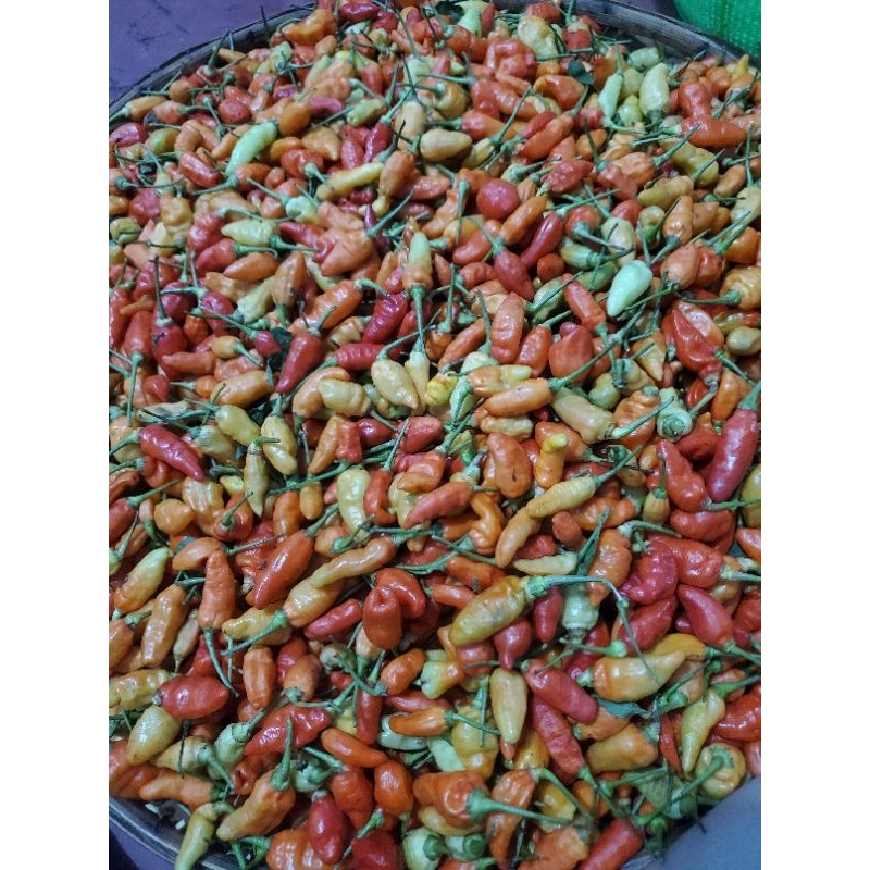 

cabe rawit kiloan