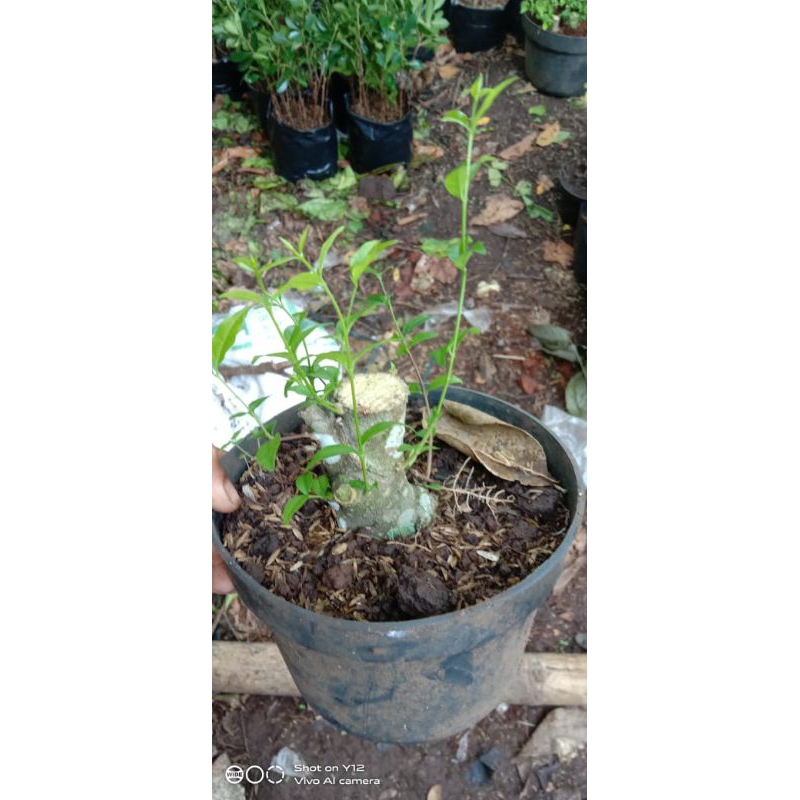 bahan bonsai anting putri mamean