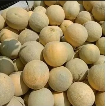 

Melon Madu Hijau Super