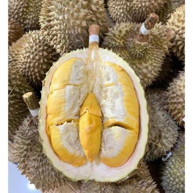 

Durian King Bawor Premium