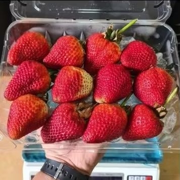 

Strawberry USA Premium Import 454gr