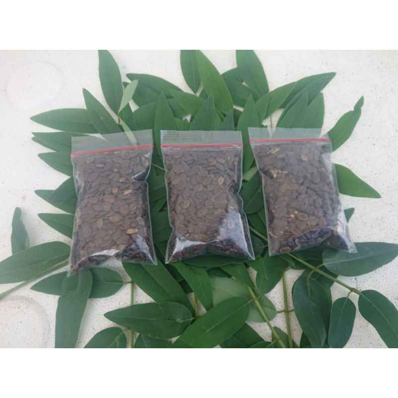 benih Kaliandra merah super