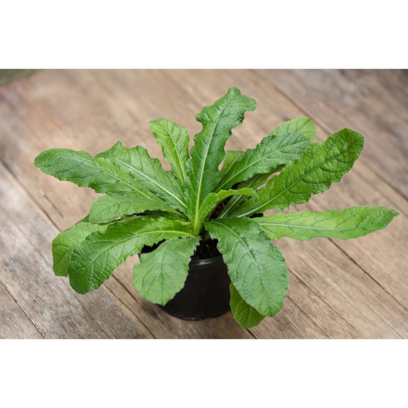 

DAUN TAPAK LIMAN segar fresss