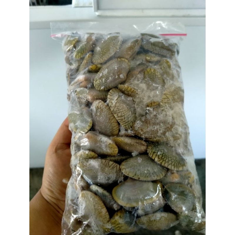 

kerang batik