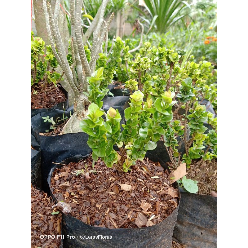 Tanaman hias asoka tusuk sate / Tanaman Asoka / Bunga Hias Asoka tusuk sate / Pohon Asoka