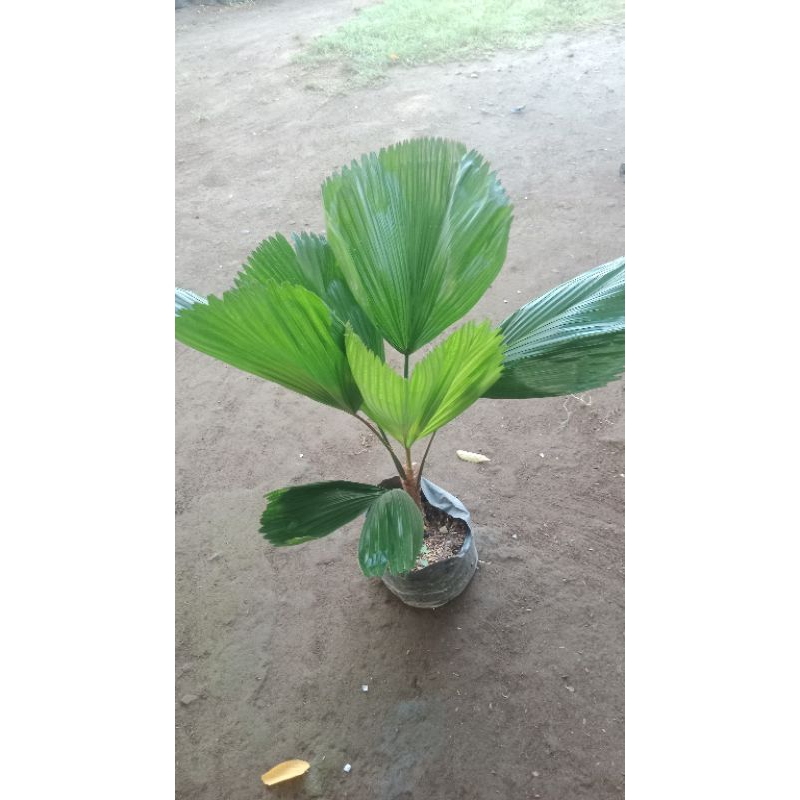 palem kol/palem kipas