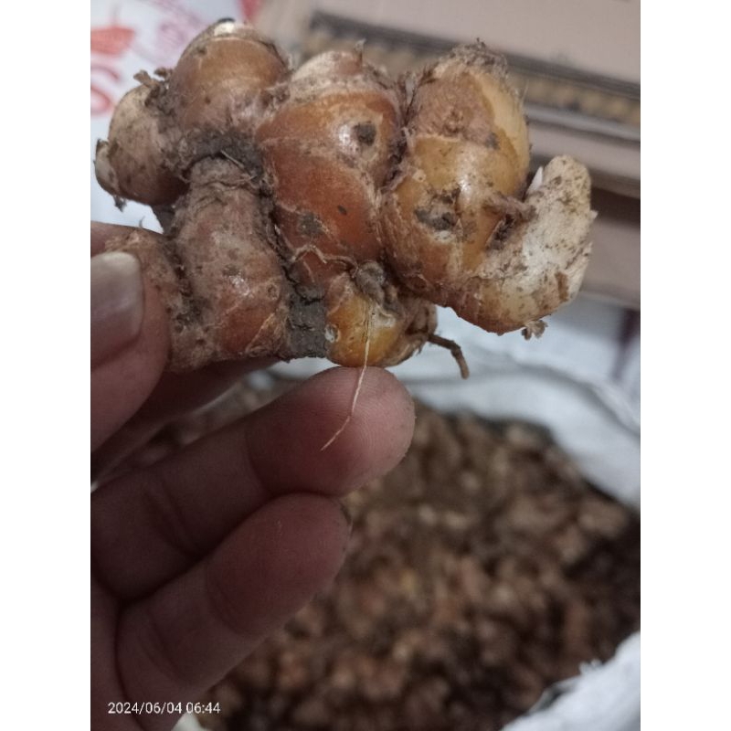 

Kencur Baduy full tua buat seblak