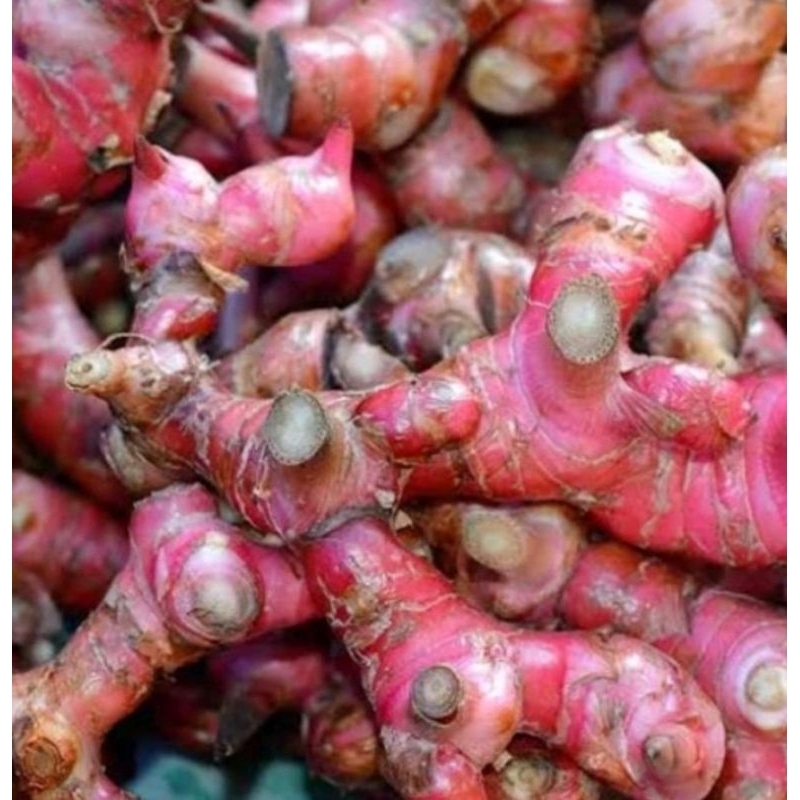 

Lengkuas segar/Bumbu dapur/Laos