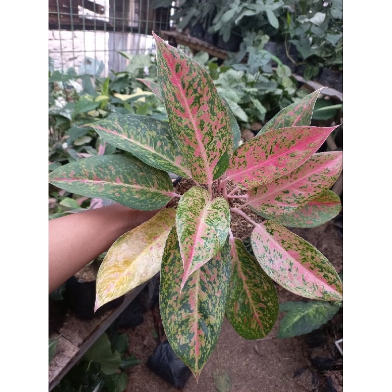 Aglonema big roy Rumpun