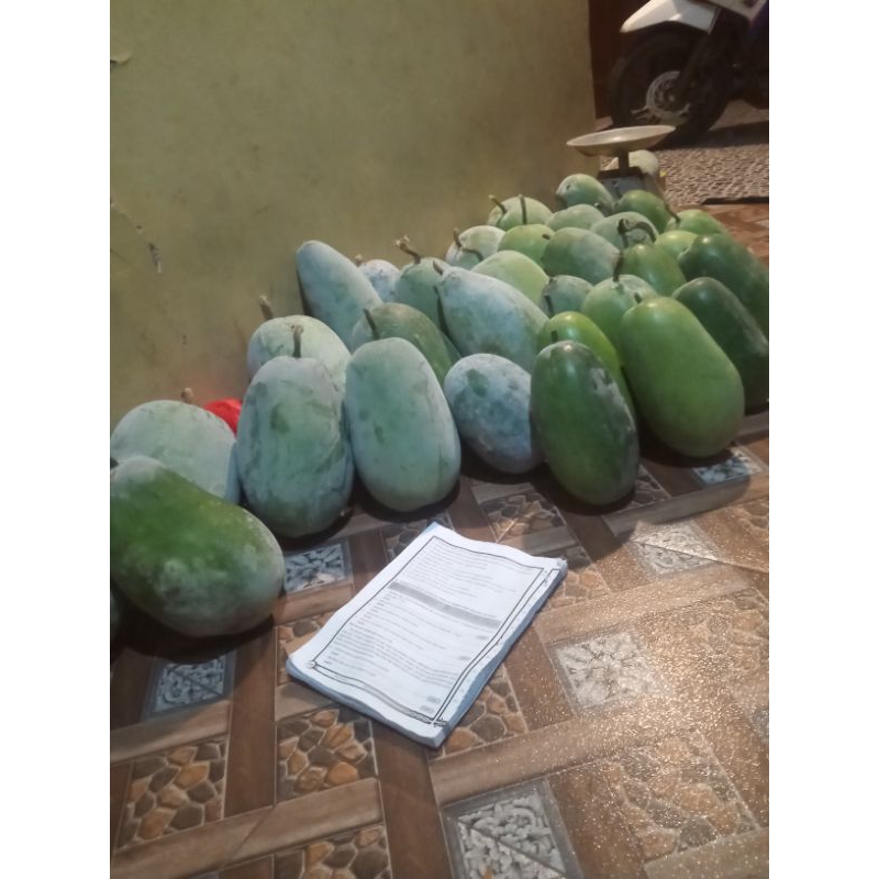 

buah bligo buah kundur segar 3,5-4 kg