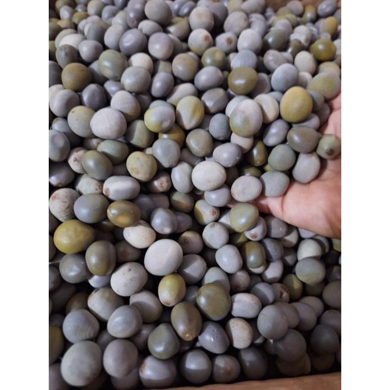 

Buah kalaloyang/Buah hutan/Buah kebiul 500gram