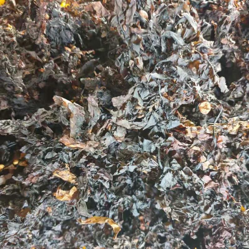 

Rumput Laut | Sargasaum polycystum Kering | 1Kg