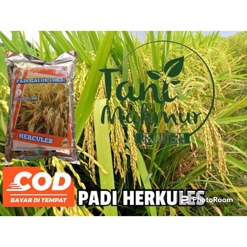 Benih padi herkules ( GHG ) kemasan 1kg padi genjah bobot mantap
