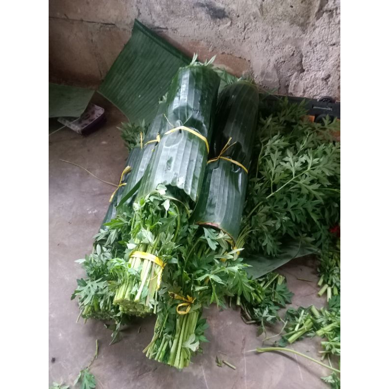 

daun kenikir segar 100gram obat herbal alami